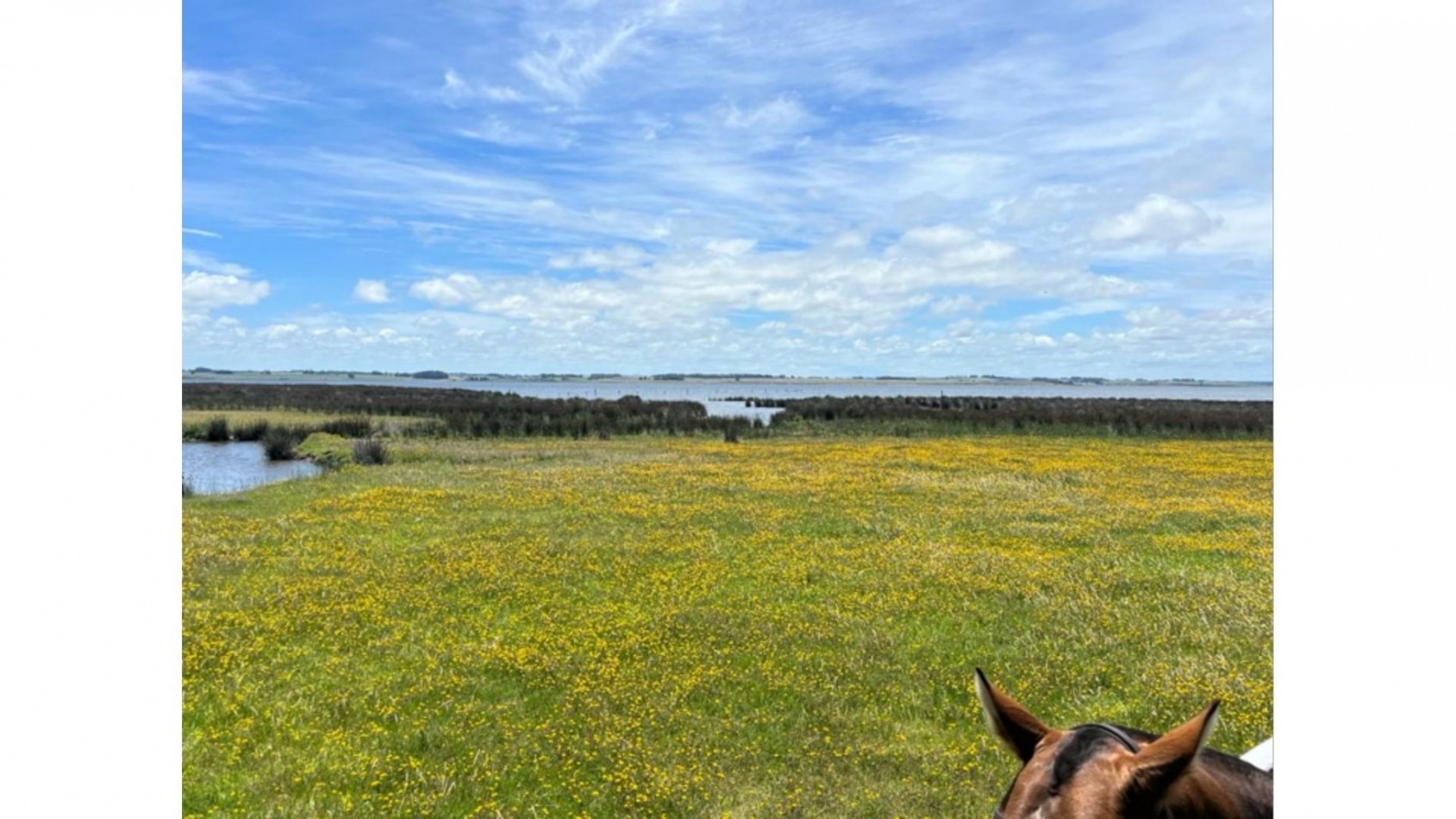 Terrain de 5 hectares situe sur la lagune Jose Ignacio, adjacent au terrain de polo 