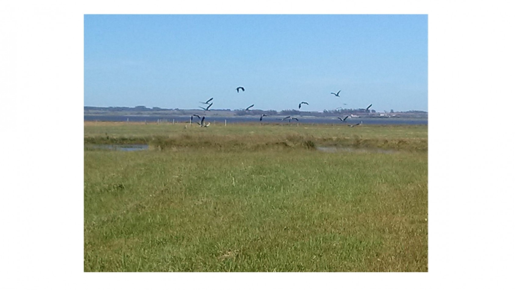 Terrain de 5 hectares situe sur la lagune Jose Ignacio, adjacent au terrain de polo 